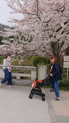 お花見！　新元号へ！