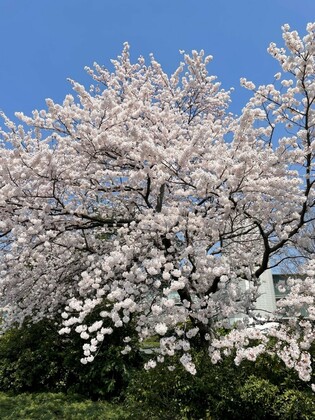 懐かしの。