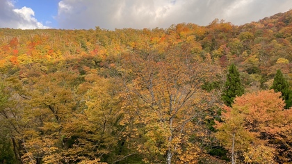 大山の紅葉を見に行ってきました