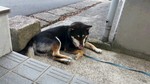 アシスト保険サービスの愛犬　黒柴の「さぶ」も夏の暑さは苦手です。