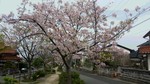 事務所の横の【文芸の小径】の桜が満開です！